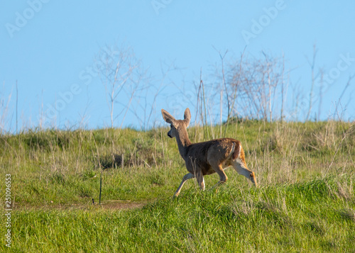 Young black-tailed deer (fawn) caught in midflight while jumping on a hillside in North California