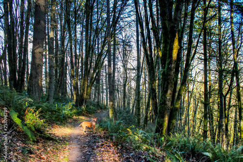 A color image of foot paths leading through a verdant forest in Portland  Oregon.