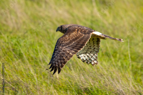 Extremely close view of a hen harrier gliding while hunting, seen in the wild in North California
