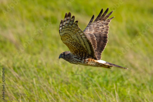 Extremely close view of a hen harrier gliding while hunting, seen in the wild in North California