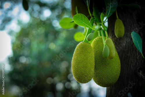 Jack fruits hanging on trees in a garden photo