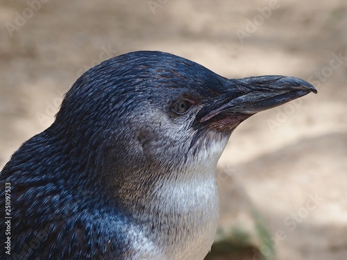 Charming Little Penguin in Beautiful Profile.