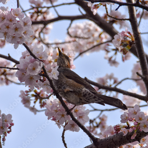 桜と小鳥５ © yukidigis