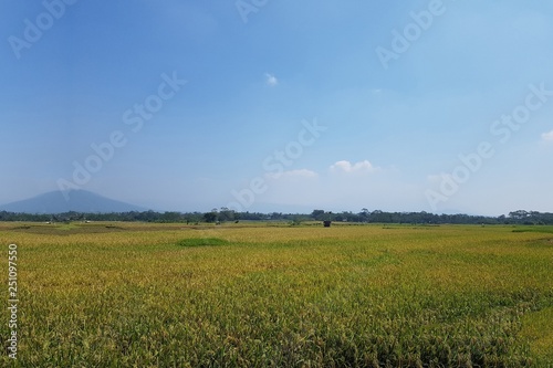 green field and blue sky