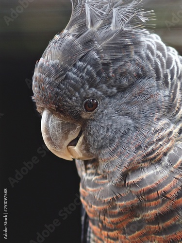 Magnificent Closeup Portrait of a Female Gang-Gang Cockatoo with Subdued Plumage. photo