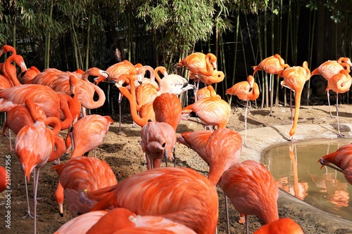 flock of flamingos in brillant color