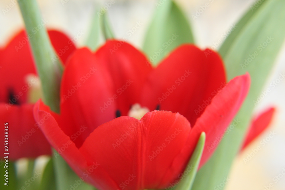 Fototapeta premium red tulip