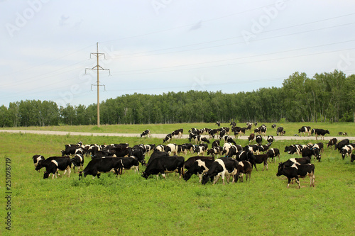 A herd of black and white cows grazing on a green pasture in the summer in the village