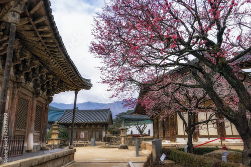 Tongdosa temple and Plum Blossom