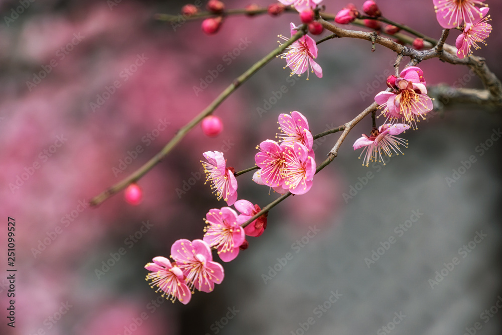 Tongdosa Plum Flower Blossom closeup Tongdosa Plum Flower Blossom closeup