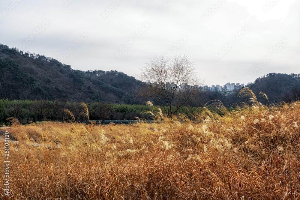 taehwagang park reeds