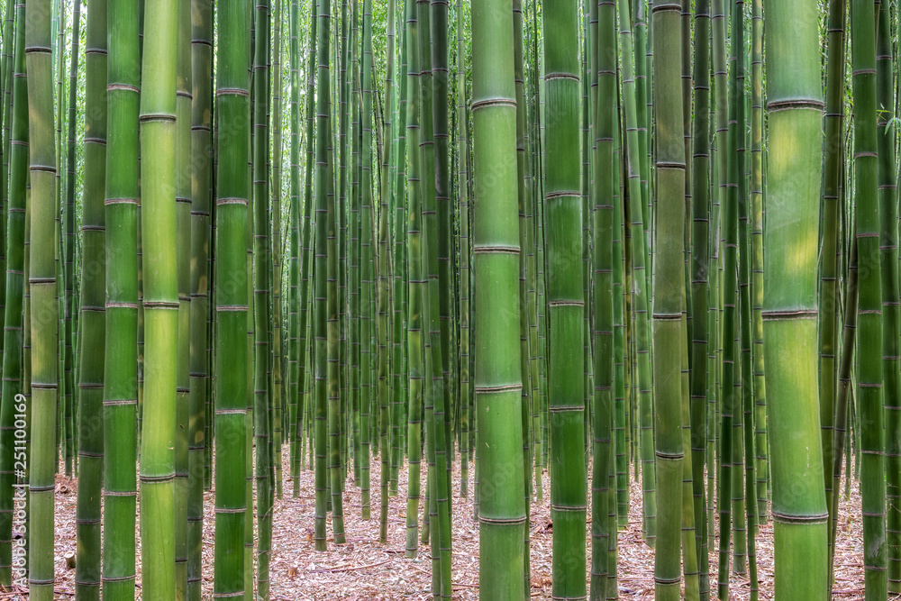 Taehwagang park Simnidaebat bamboo forest Taehwagang park Simnidaebat bamboo forest