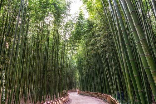 Fototapeta Naklejka Na Ścianę i Meble -  Simnidaebat bamboo forest path