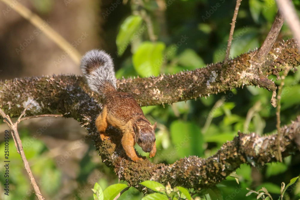 Squirrels & Nature Squirrels & Nature
