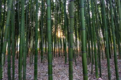 Simnidaebat bamboo forest Sunset © aaron90311
