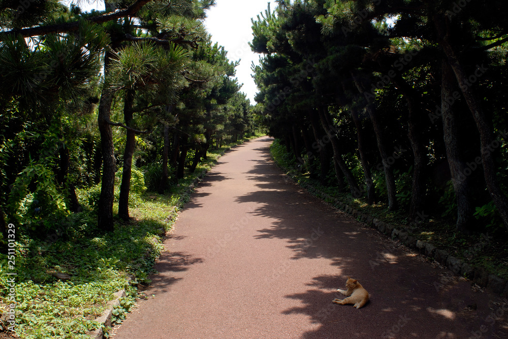 遊歩道の猫