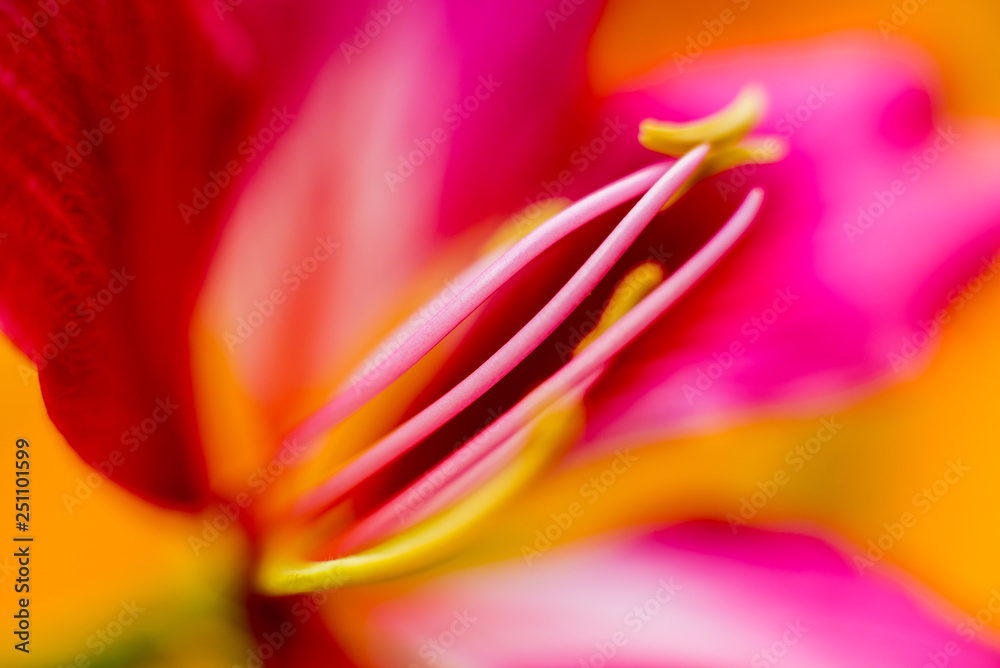 Naklejka premium Abstract colored background close up. Macro.