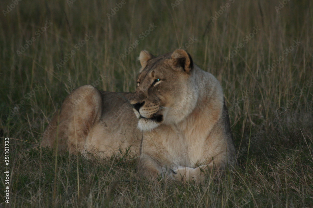 Naklejka premium Lion