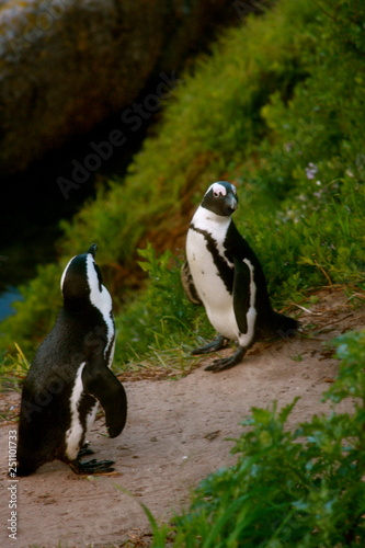 Penguin Beach -