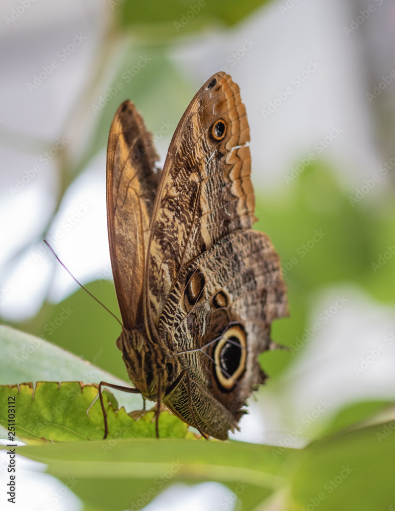 Fototapeta premium Resting Butterfly