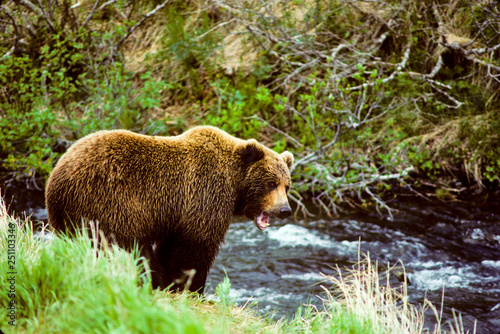 Brown Bear On Mikfik Creek