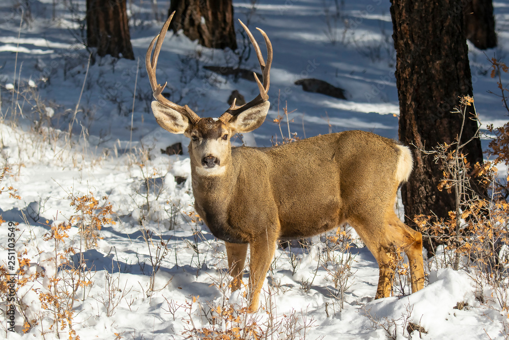 Mule Deer Buck In Snow Mule Deer Buck In Snow