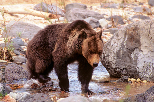 Grizzly In Creek