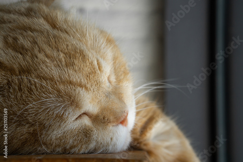 Close up portrait shot of beautiful brown tabby cat sleeping. Adorable kittens sleeping.