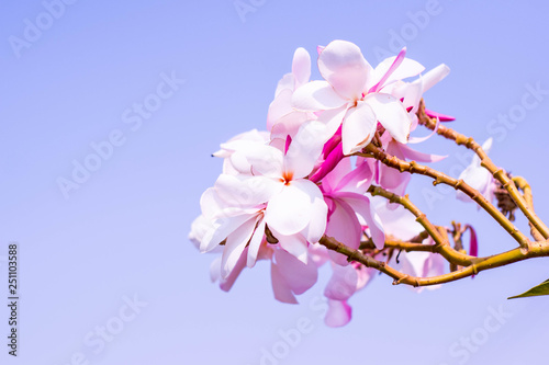 The white plumeria flowers are seen on the blue background.