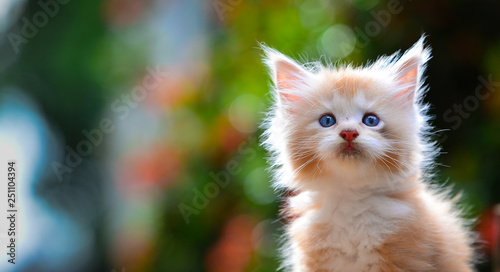 Portrait of red silver ticked white Maincoon kitten sitting on a wooden log in green garden daytime lighting. Adorable small cat.