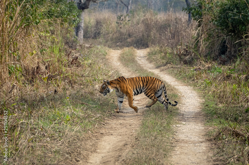 Bengal Tiger in Grasslands photo