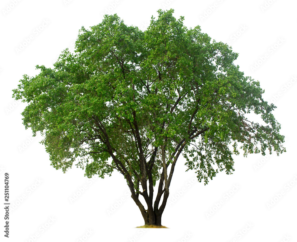 Obraz premium Tree isolated on white background with clipping paths