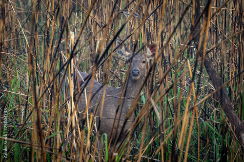 Hog Deer in Burnt Elephant Grass © World Travel Photos