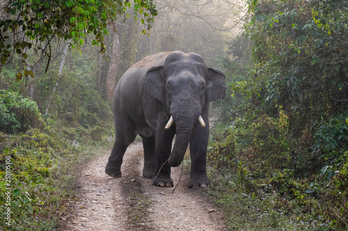 Wild Elephant on Road