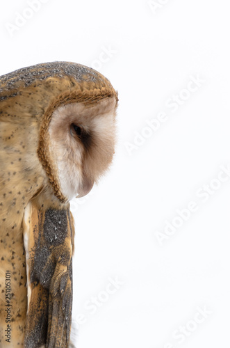 Profile of barn owl on white background