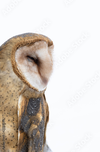 Barn owl against white background