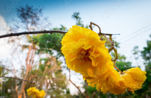 Cochlospermum regium,yellow cotton tree(suphannika:Thai) photo