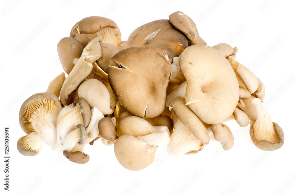 Pile of fresh raw oyster mushrooms isolated on white background Pile of fresh raw oyster mushrooms isolated on white background