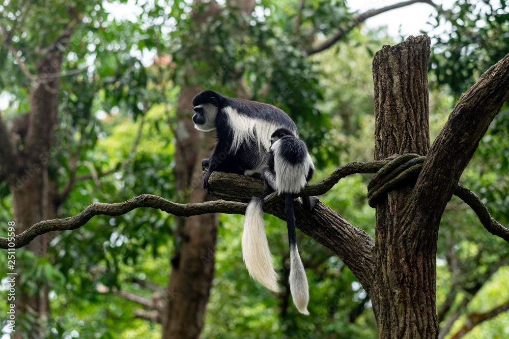 Obraz premium Colobus monkey