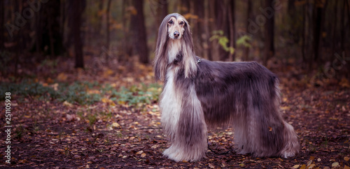 Dog  gorgeous Afghan hound  full-length portrait  against the background of the autumn forest  space for text   toned red