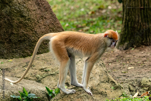 Patas Monkey