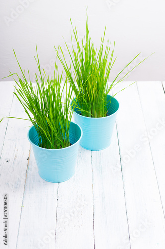 two pots of wheat grass on white wood table  healthy diet food  springtime home decoration