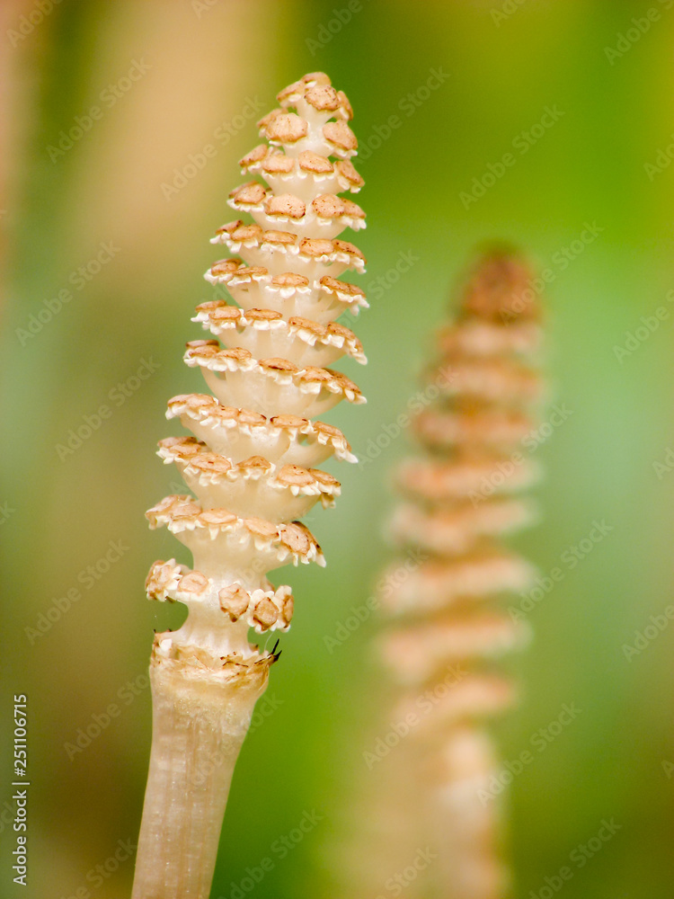 Naklejka premium つくし