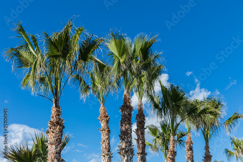 tall palm trees  