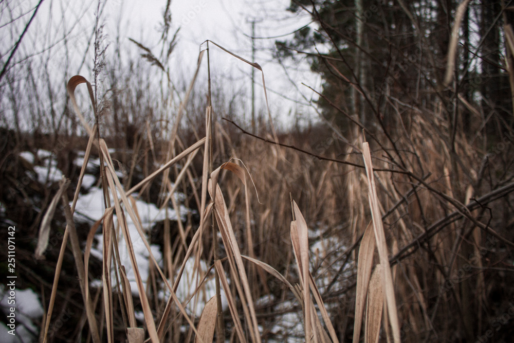 Fototapeta premium Dark spring