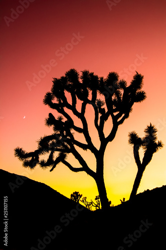 Joshua Tree Silhouette with Colorful Red Stylized Sunset