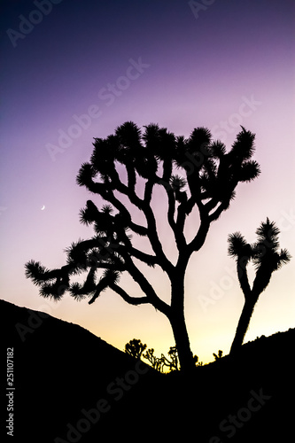 Joshua Tree Silhouette with Colorful Purple Stylized Sunset