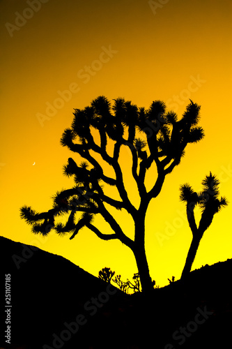 Joshua Tree Silhouette with Colorful Orange Stylized Sunset
