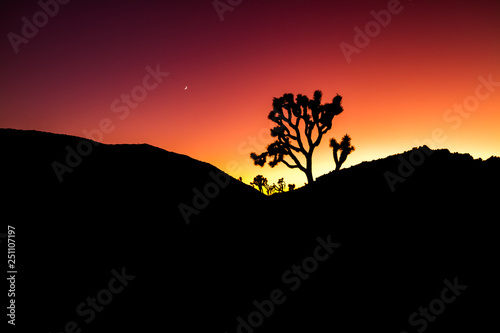 Joshua Tree Silhouette Landscape with Colorful Red Stylized Sunset