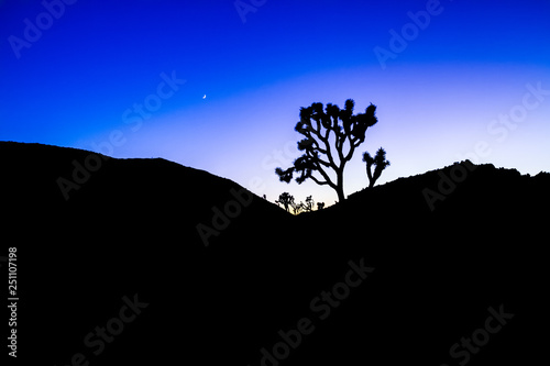 Joshua Tree Silhouette Landscape with Colorful Blue Stylized Sunset